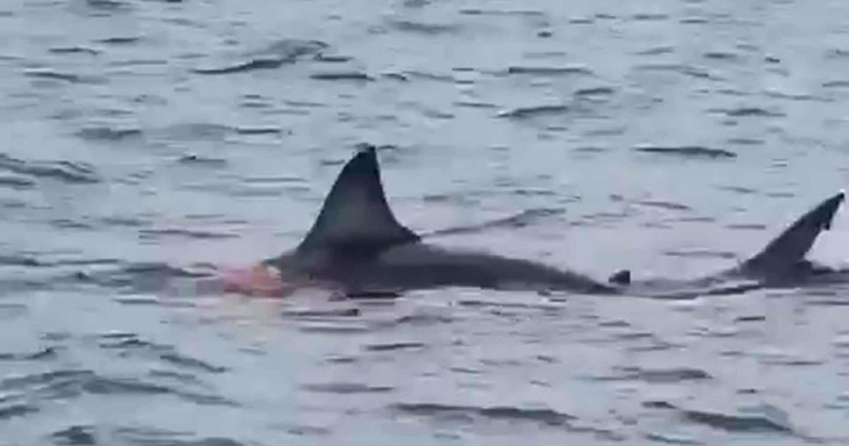 Jersey Shore fishermen have 'once in a lifetime' encounter with Great White  Shark - Good Morning America