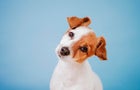 when-is-the-best-time-to-get-pet-insurance-for-your-dog-answer-may-surprise-you.jpg 