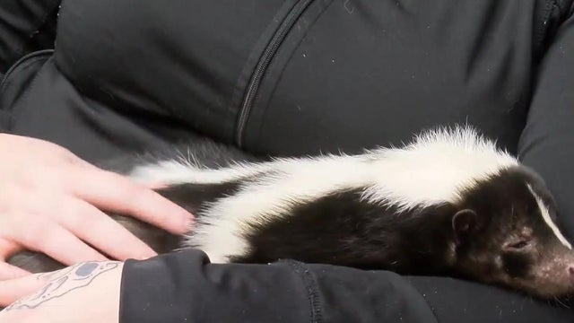 Dramatic rise in emotional support animals with more different types now 