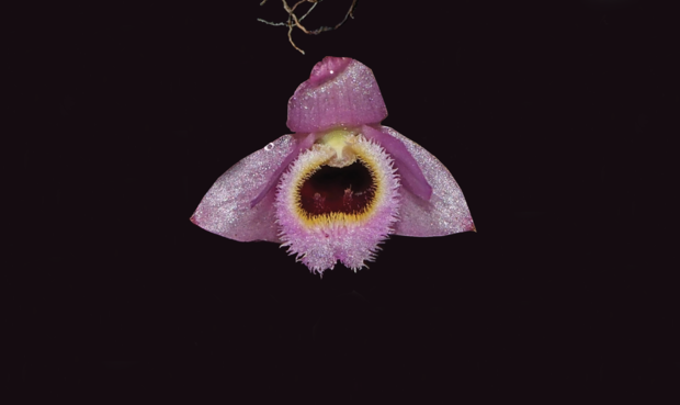 Among newly-discovered species is the Dendrobium fuscifaucium, a mini-orchid that resembled the Muppets that sing Mah Nah Mah Na.