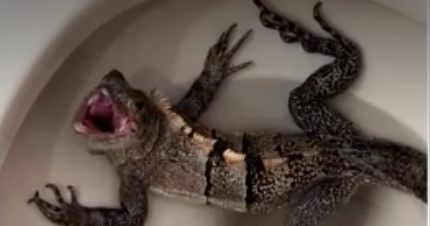 Florida man finds massive, hissing iguana sitting in his toilet "It