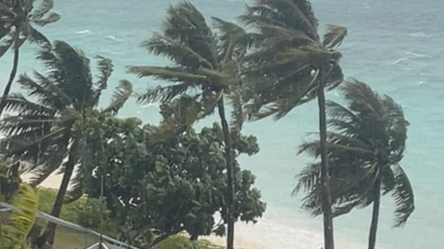 Typhoon Winds Blowing Coastal Palms 