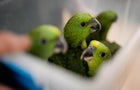 Parrot Trafficking 