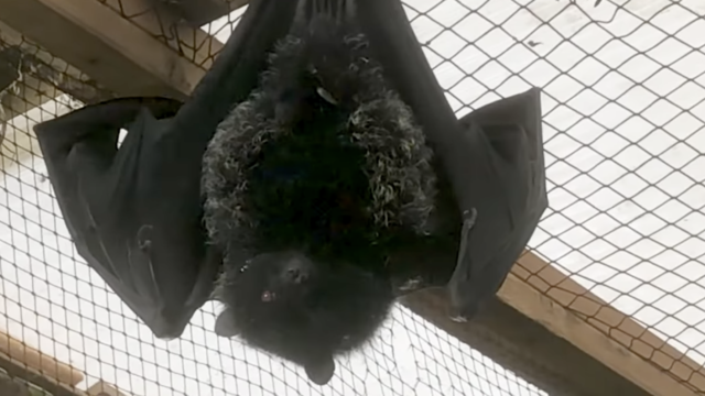 Birth of world's rarest and critically endangered fruit bat caught on camera