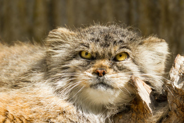 First genome for Pallas s cat built by University of Minnesota