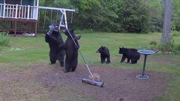 Backyard bears 