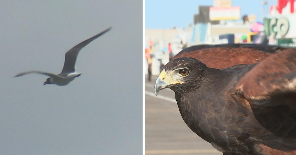Ocean City unleashes birds of prey to scare off seagulls