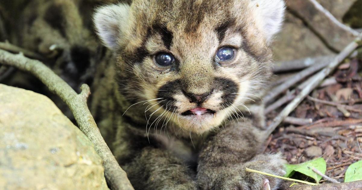 See the photos of a mountain lion's all-female litter of kittens born in the wilderness near Los Angeles