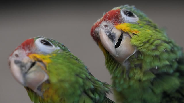 Parrot Trafficking 