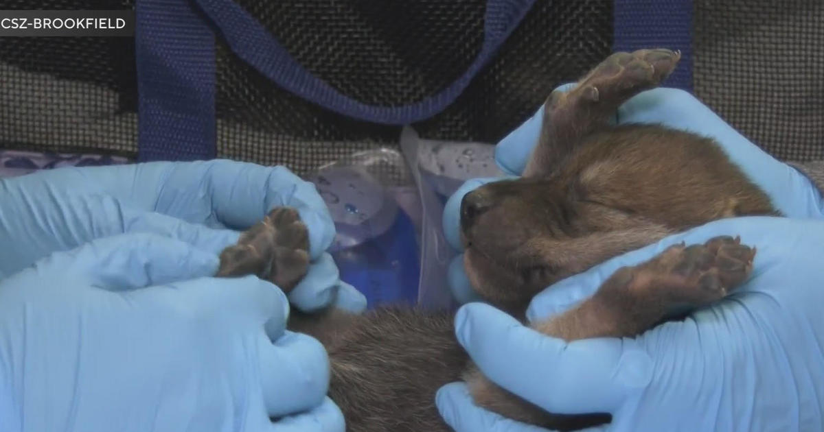 Brookfield Zoo's Mexican wolf pups moved to wild dens in New Mexico, Arizona