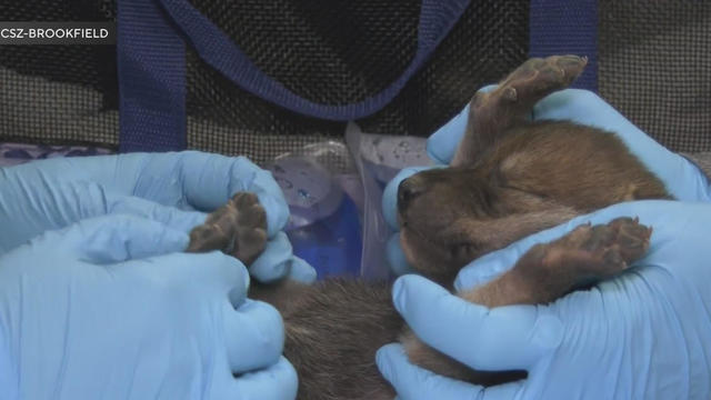 mexican-wolf-pups.jpg 