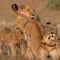 Rebuilding and repopulating Mozambique’s Gorongosa National Park | 60 Minutes