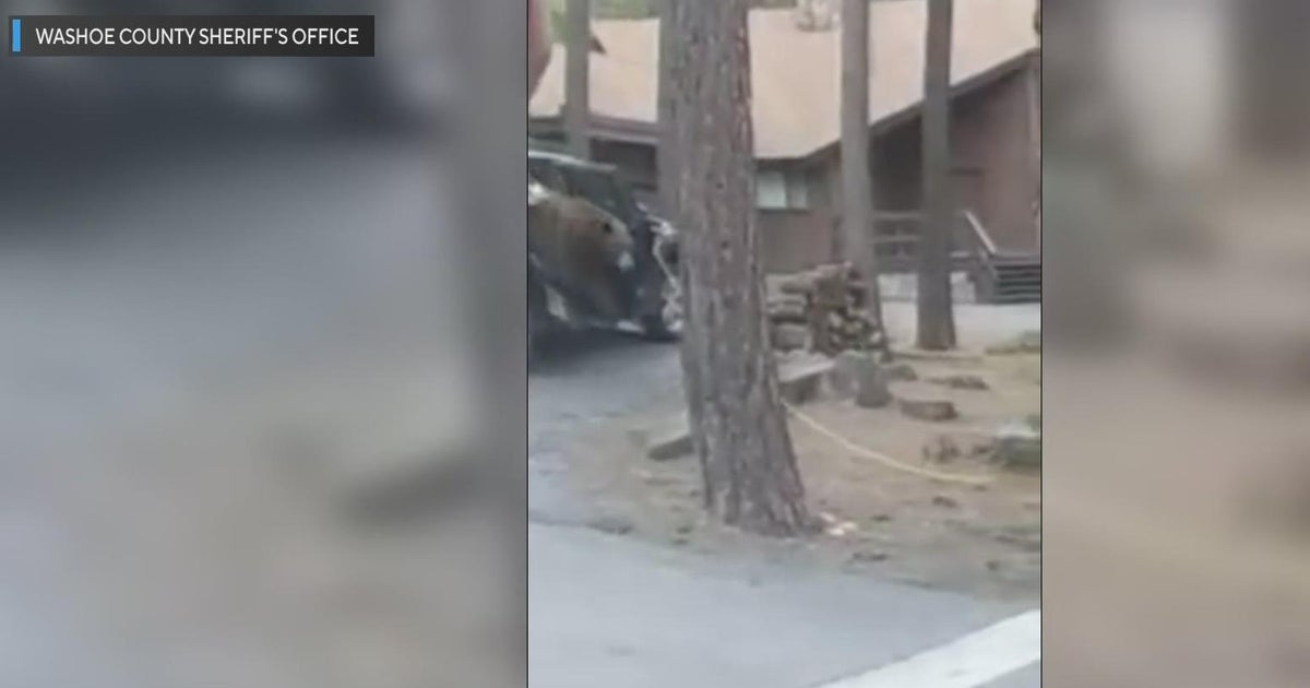 Bear stuck in an SUV in Incline Village rescued by deputies