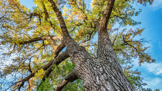 Giant cottonwood tree with fall foliage 