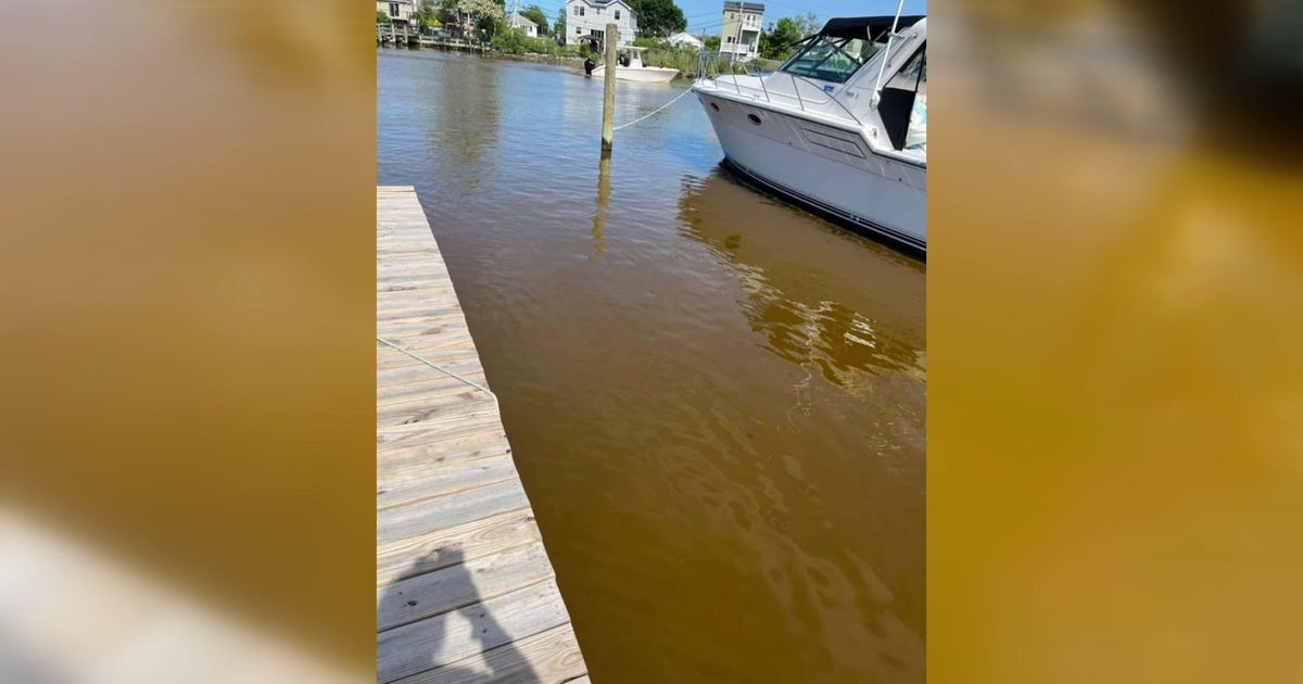 Discolored water in Norwalk Harbor caused by brown tide, expert says