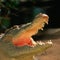 Snorkeler pries crocodile's jaws off his head