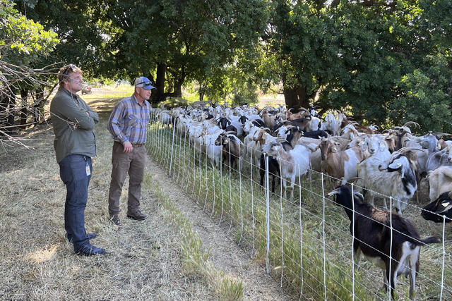 No kidding: California overtime law threatens use of grazing goats