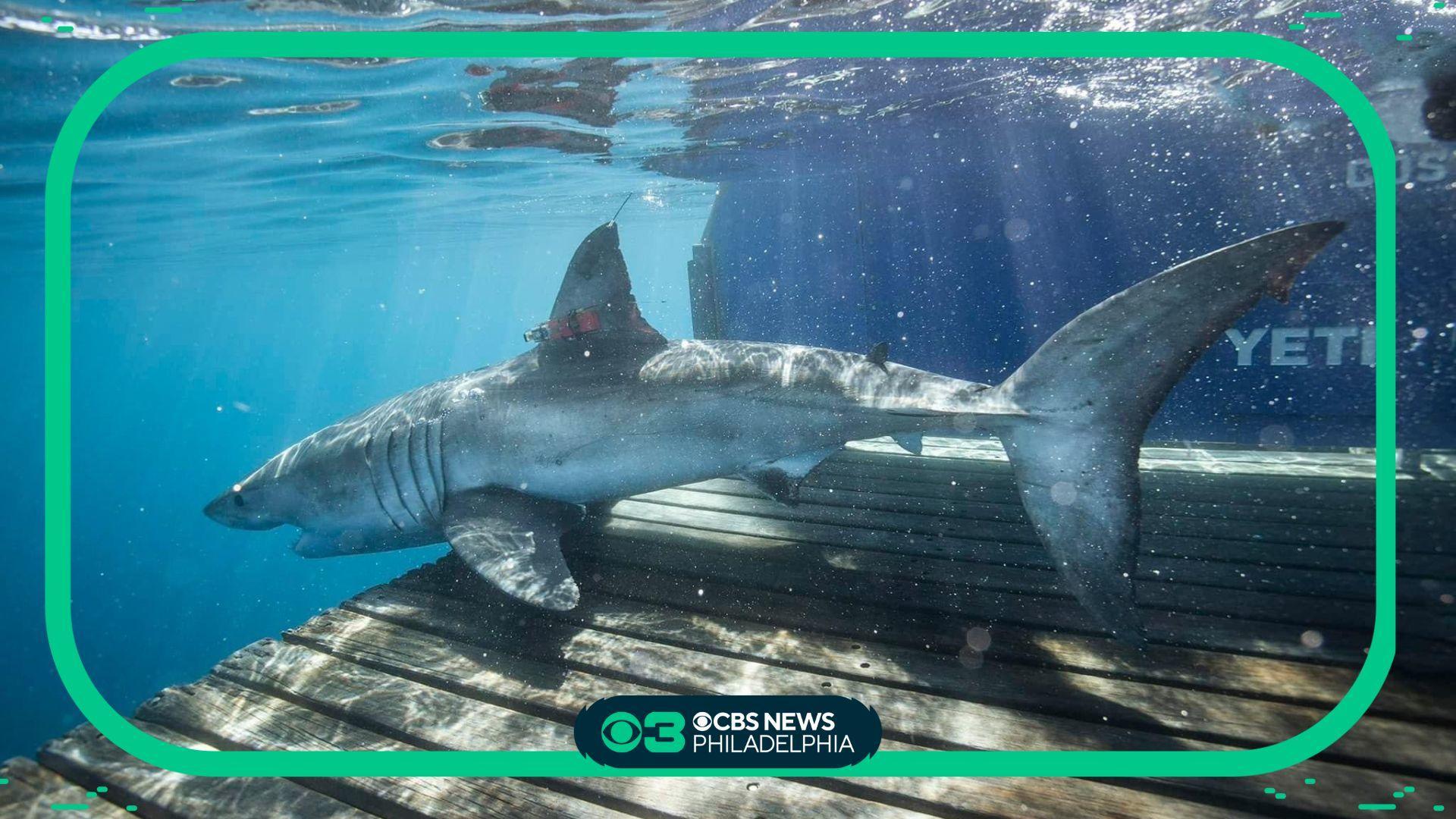 Great white shark spotted off New Jersey coast in Sea Isle City: 'Look at  this monster!' - ABC30 Fresno