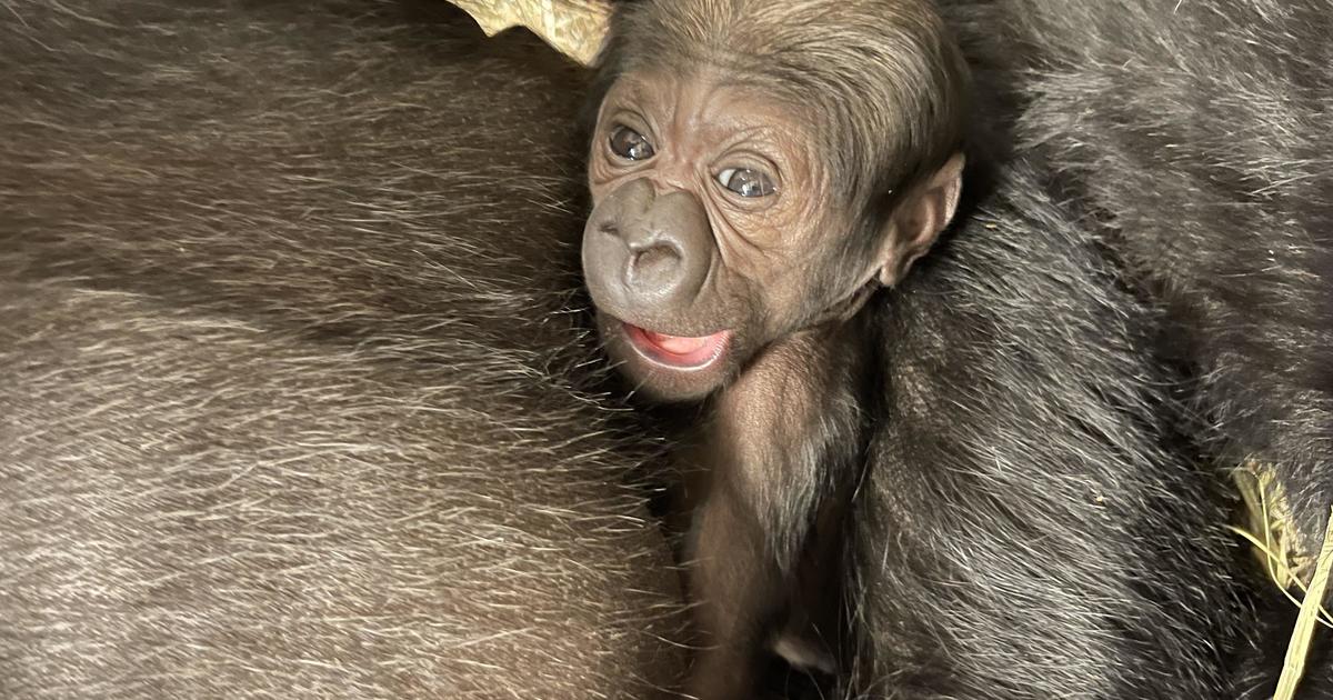 A baby gorilla was born at the National Zoo. See the photos of the critically endangered mom and baby.