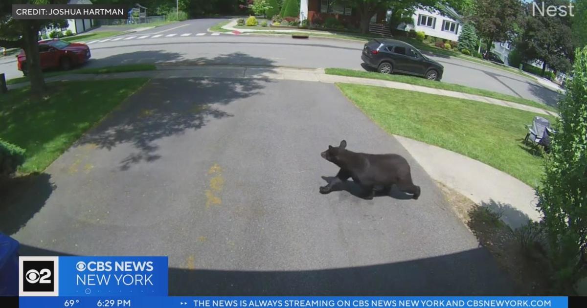 New Jersey suburb gets visit from black bear