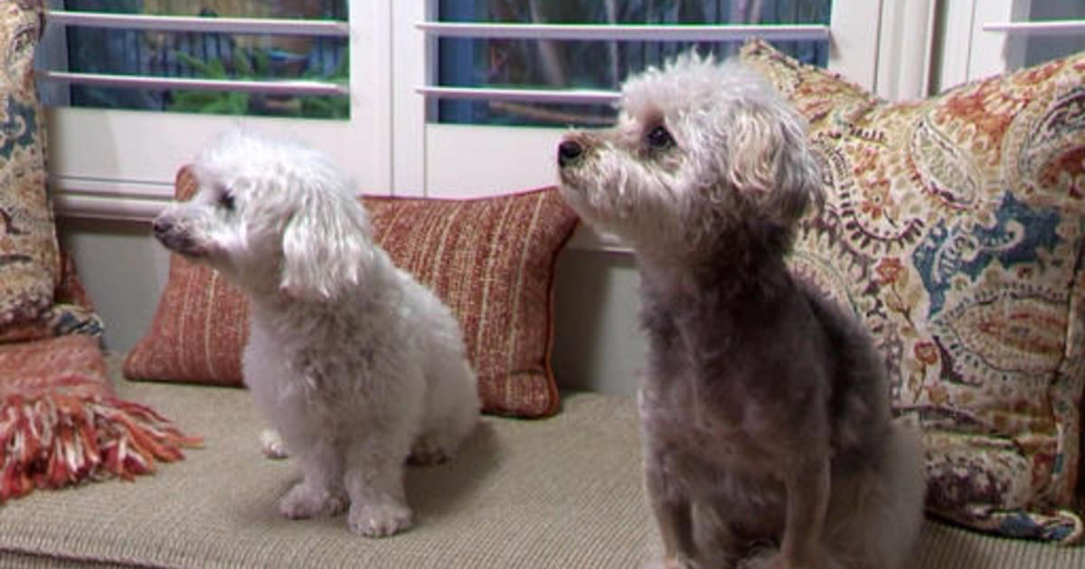 Video shows elderly dog saving fur-brother from coyotes in California