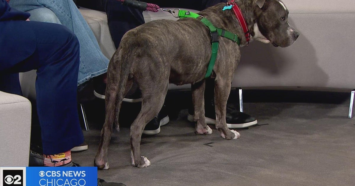 Chicago s one tail at a time in the cbs 2 pet rescue spotlight cbs