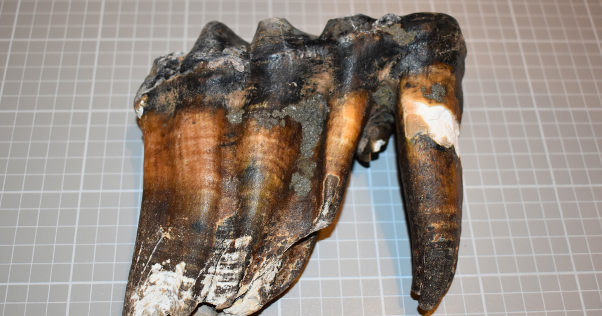 Ancient mastodon tooth found by jogger on California beach: