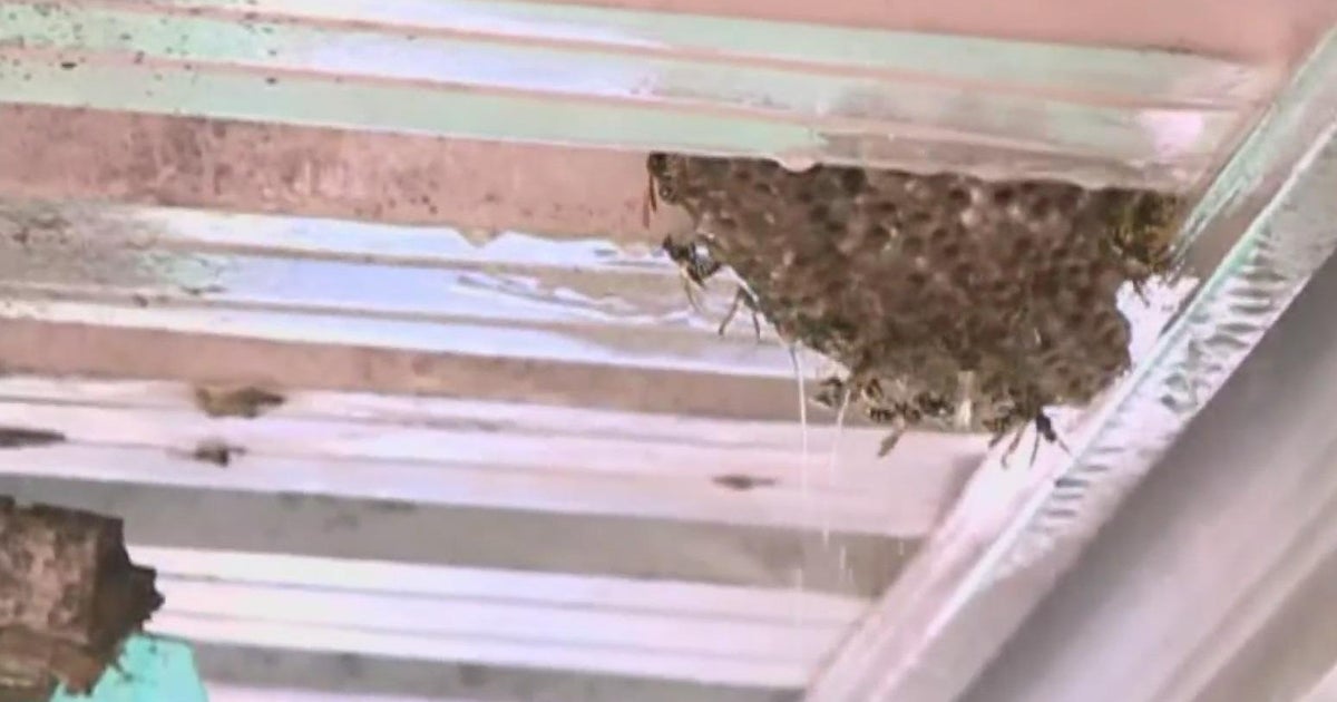 How to avoid wasps during wasp season - CBS Sacramento