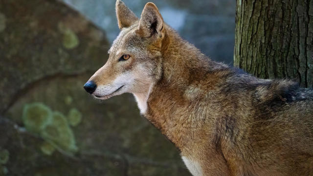 A Red Wolf Looks Into the Distance 