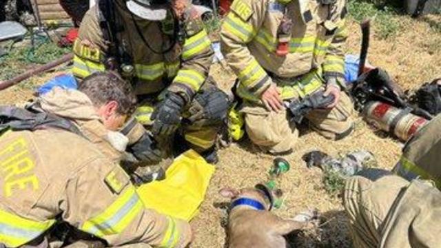9 dogs rescued after going missing during a garage fire in Sacramento 
