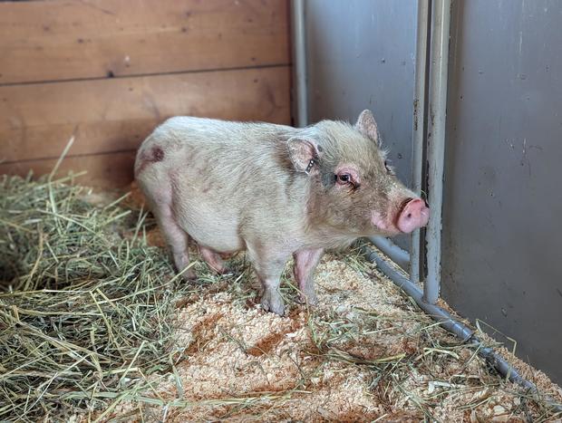 runt-is-one-of-several-pigs-available-to-adopt-fee-free-this-weekend-cr.jpg 