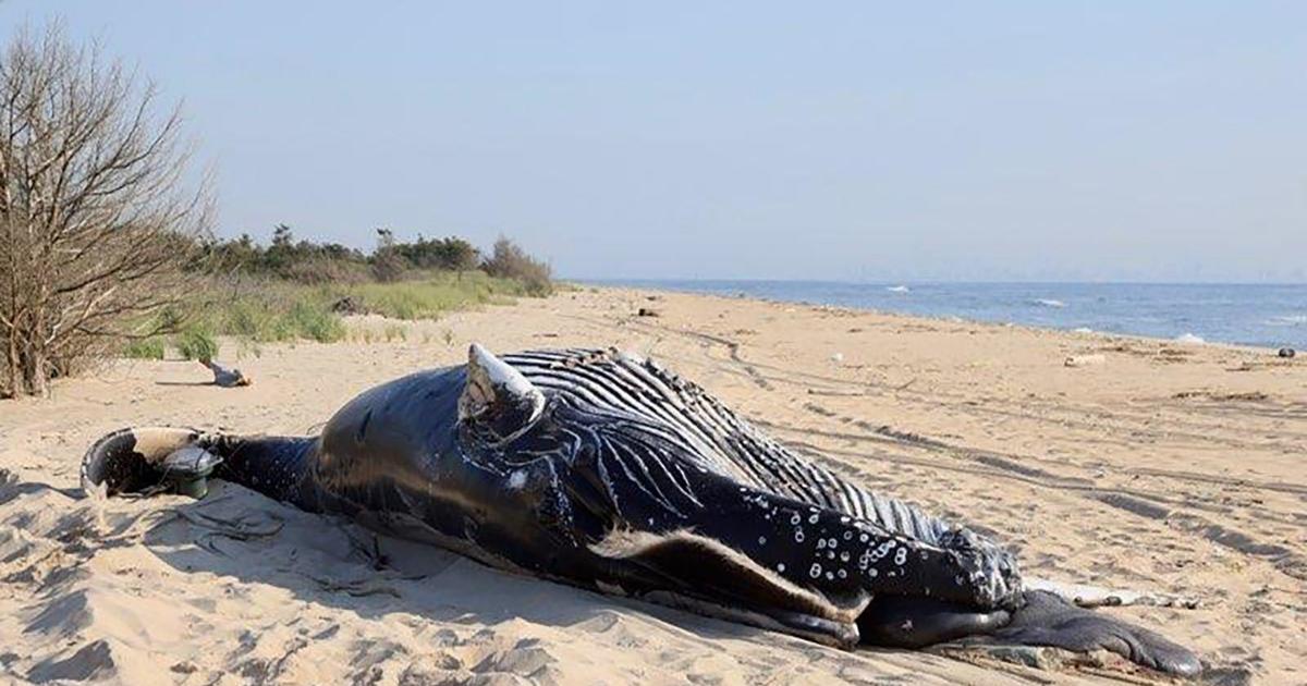 Two humpback whales located dead off coastline of New York had sustained ‘blunt pressure trauma’