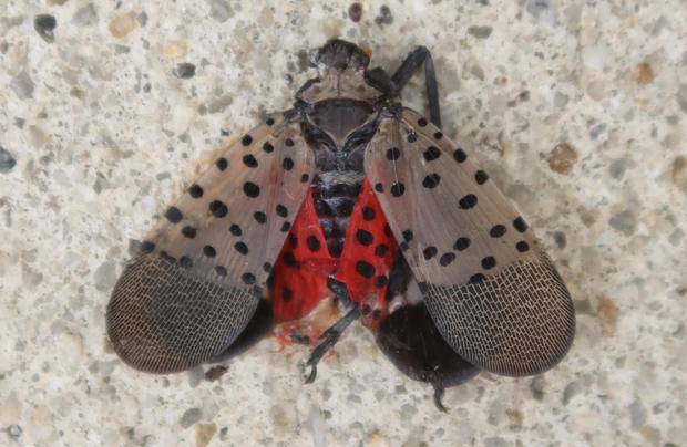A crushed spotted lanternfly sits on a sidewalk on September 4, 2022, in Jersey City, New Jersey. 