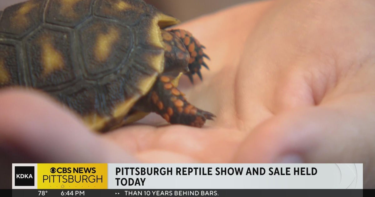 Pittsburgh Reptile Show held in Cheswick CBS Pittsburgh