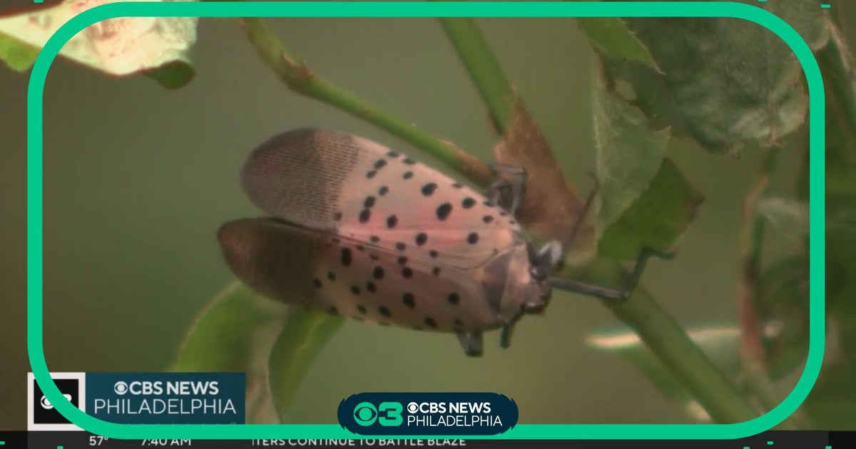 Delaware researchers making progress in getting invasive spotted ...