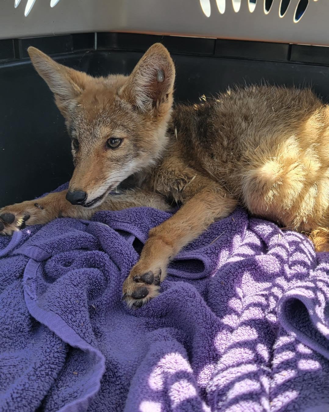 Coyote pup rescued after getting into friendly dog's kennel in Amador ...