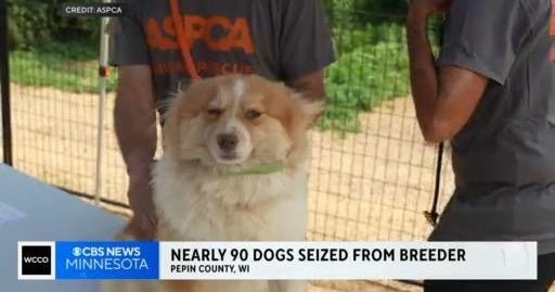 Nearly 90 dogs seized from western Wisconsin breeder CBS Minnesota