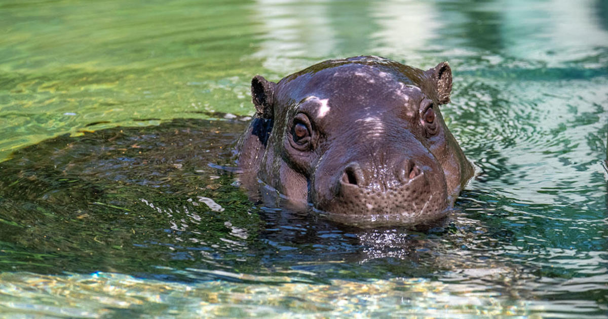 Pittsburgh Zoo announces addition of 1-year-old hippopotamus