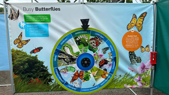 busy-butterflies.jpg 