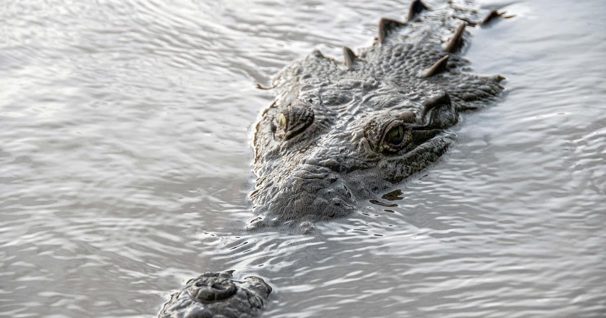 A virgin crocodile made herself pregnant in a first for her species, researchers say