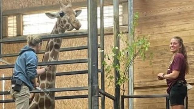 giraffe-binder-park-zoo.jpg 