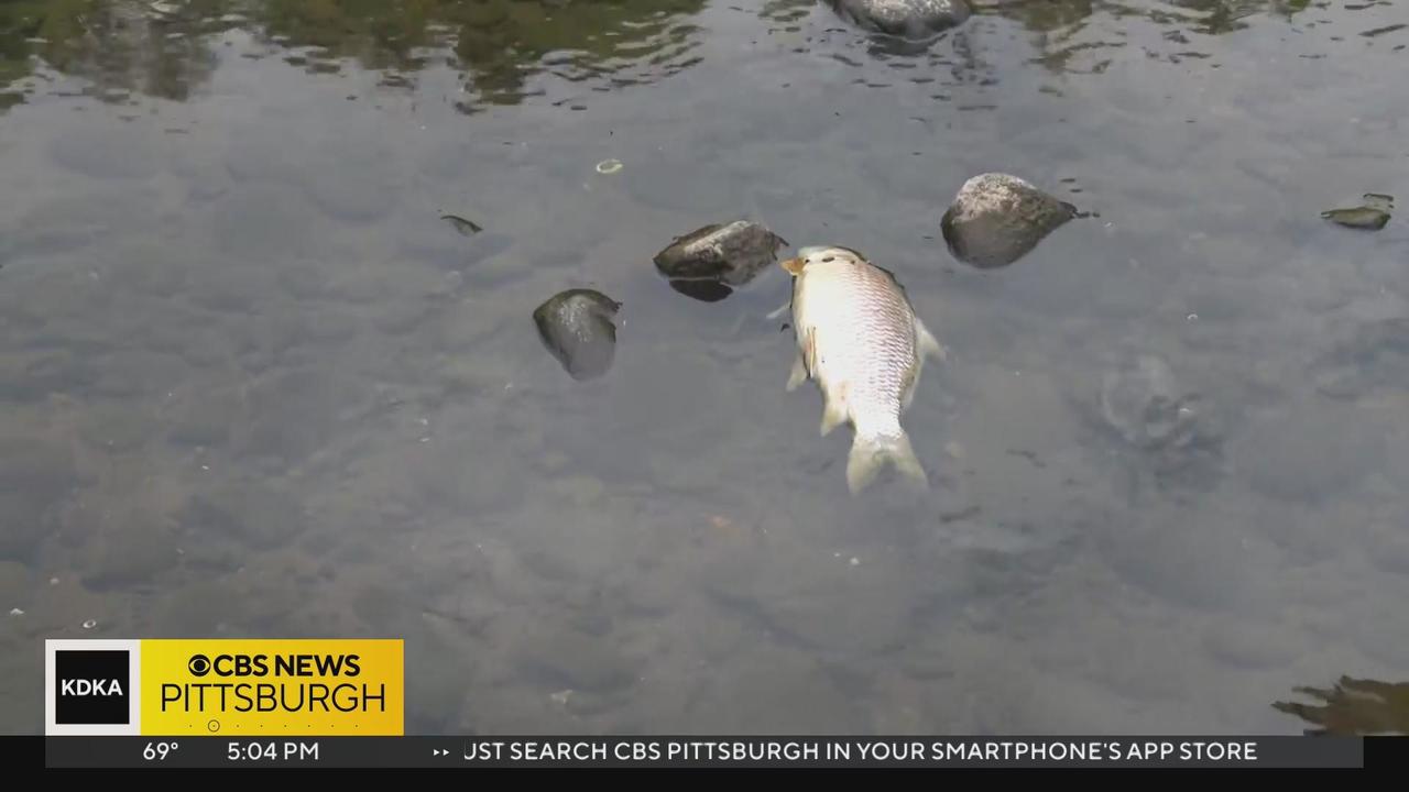 Hundreds of dead fish found floating in Youghiogheny River - CBS