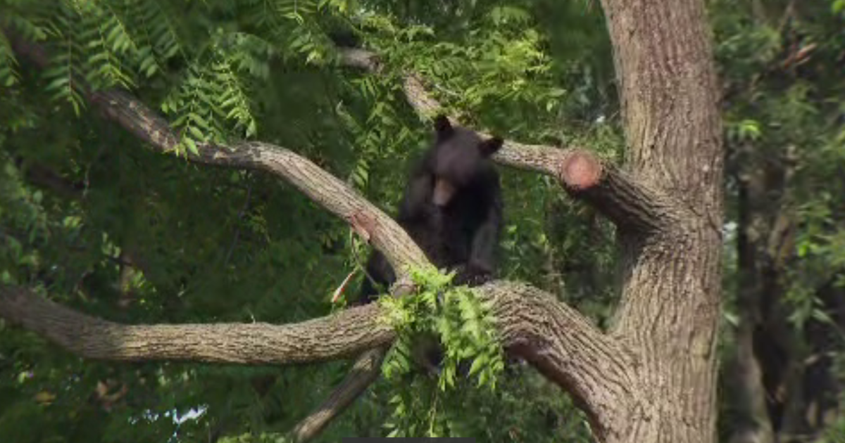 Black bear tranquilized after roaming Washington, D.C., hanging out in ...