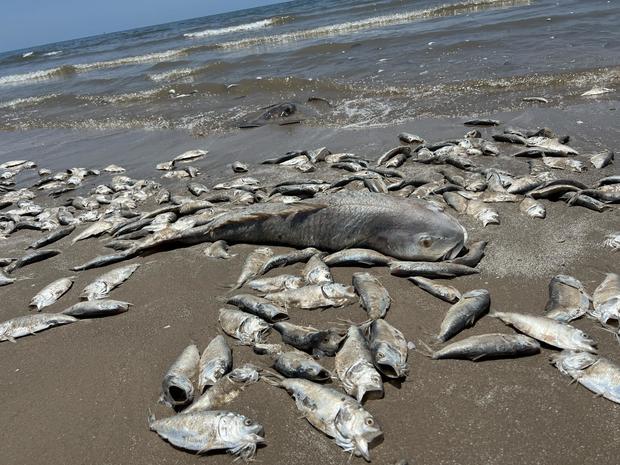 Thousands of fish wash up dead on south coast of US 