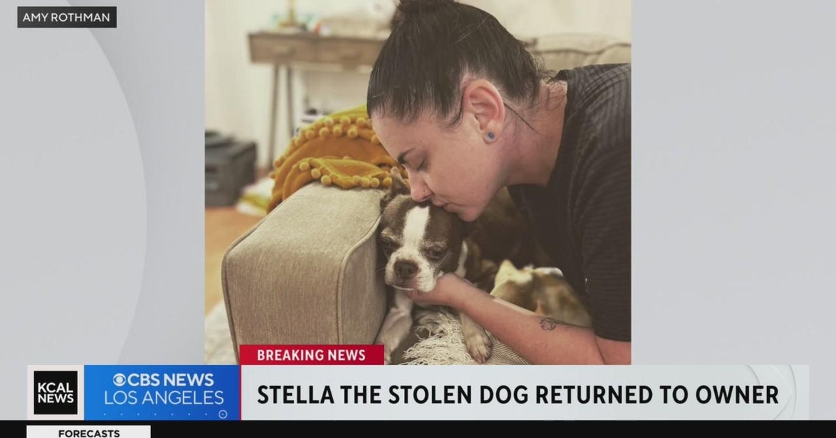 Stolen dog reunited with owner after being taken from inside car in Mid ...