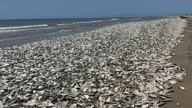 Thousands of fish wash up dead on south coast of US 