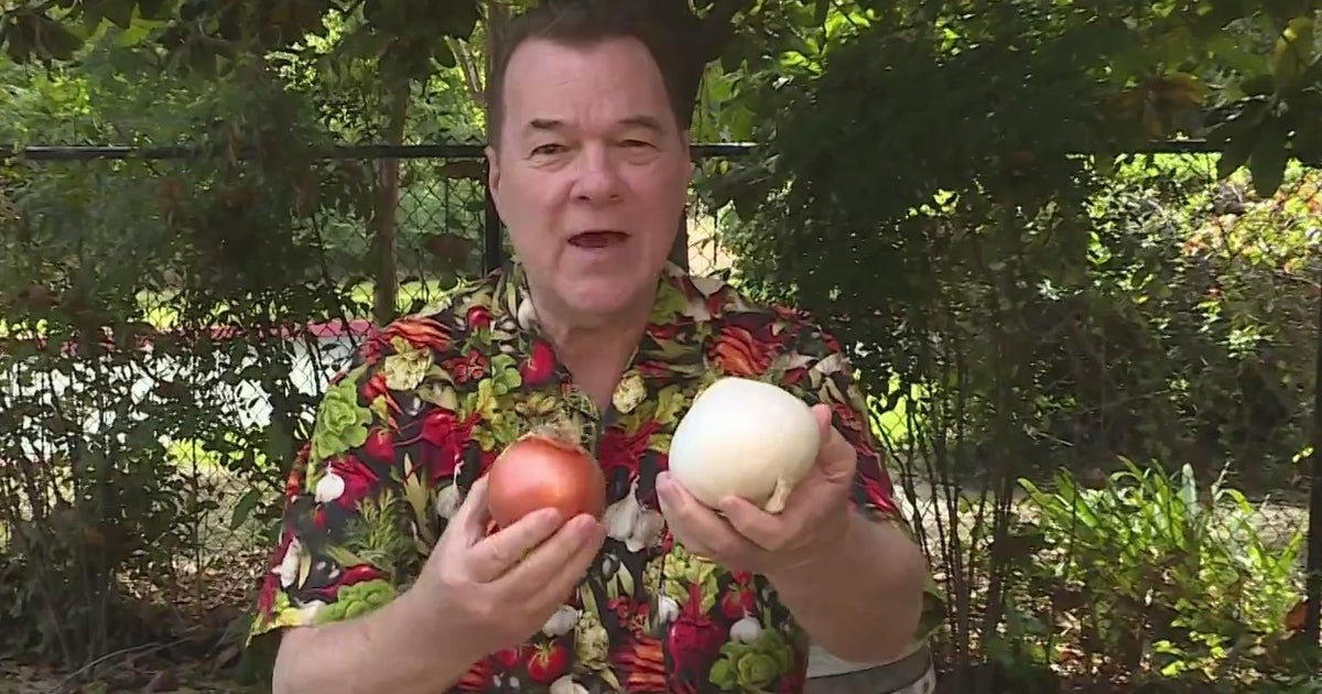 Lunch Break: Salsa from your garden