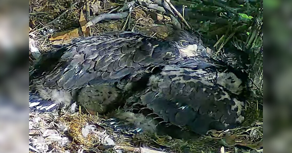 First eaglet in Hays nest fledges - CBS Pittsburgh