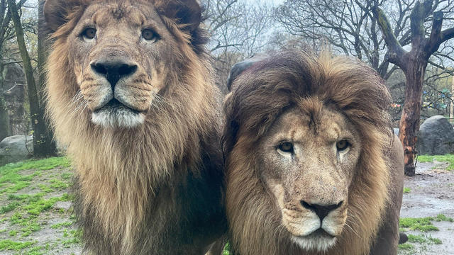 lion-brothers-franklin-park-zoo.jpg 