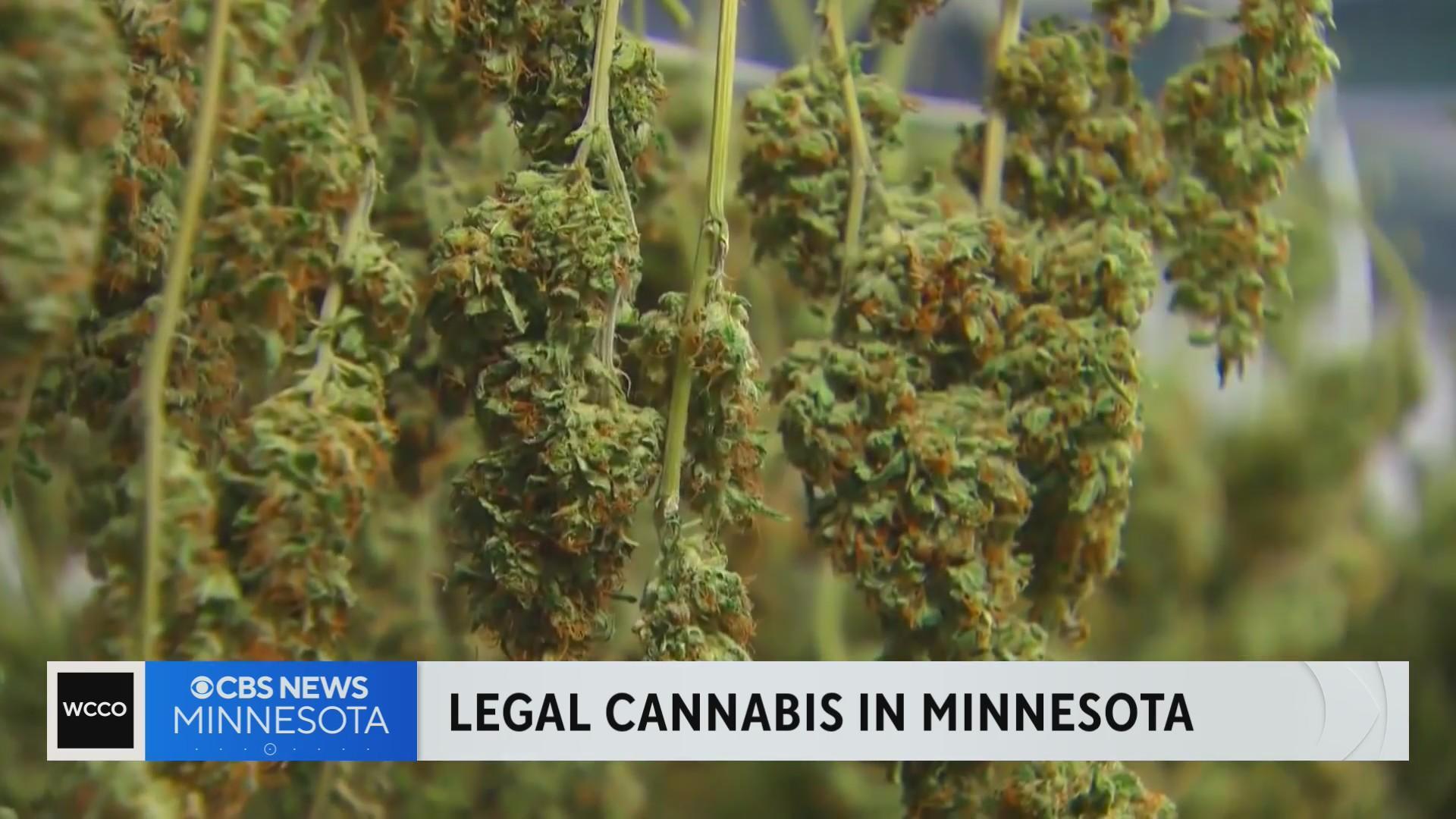 Growing weed at home in Minnesota: Your questions answered - CBS